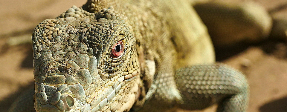 Criaturas de Bonaire