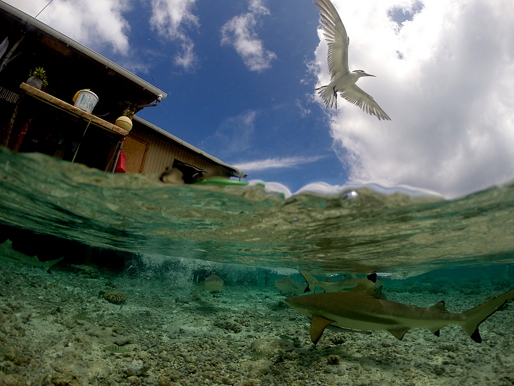 Tuamotu - Fakarava le paradis