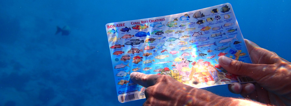 Bonaire abaixo da linha de água