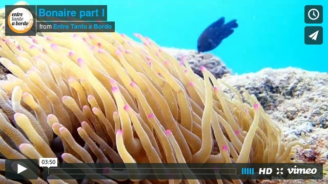 Bonaire parte I